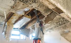 Why You Should Choose Our Mold Remediation Services in Glasgow, MO